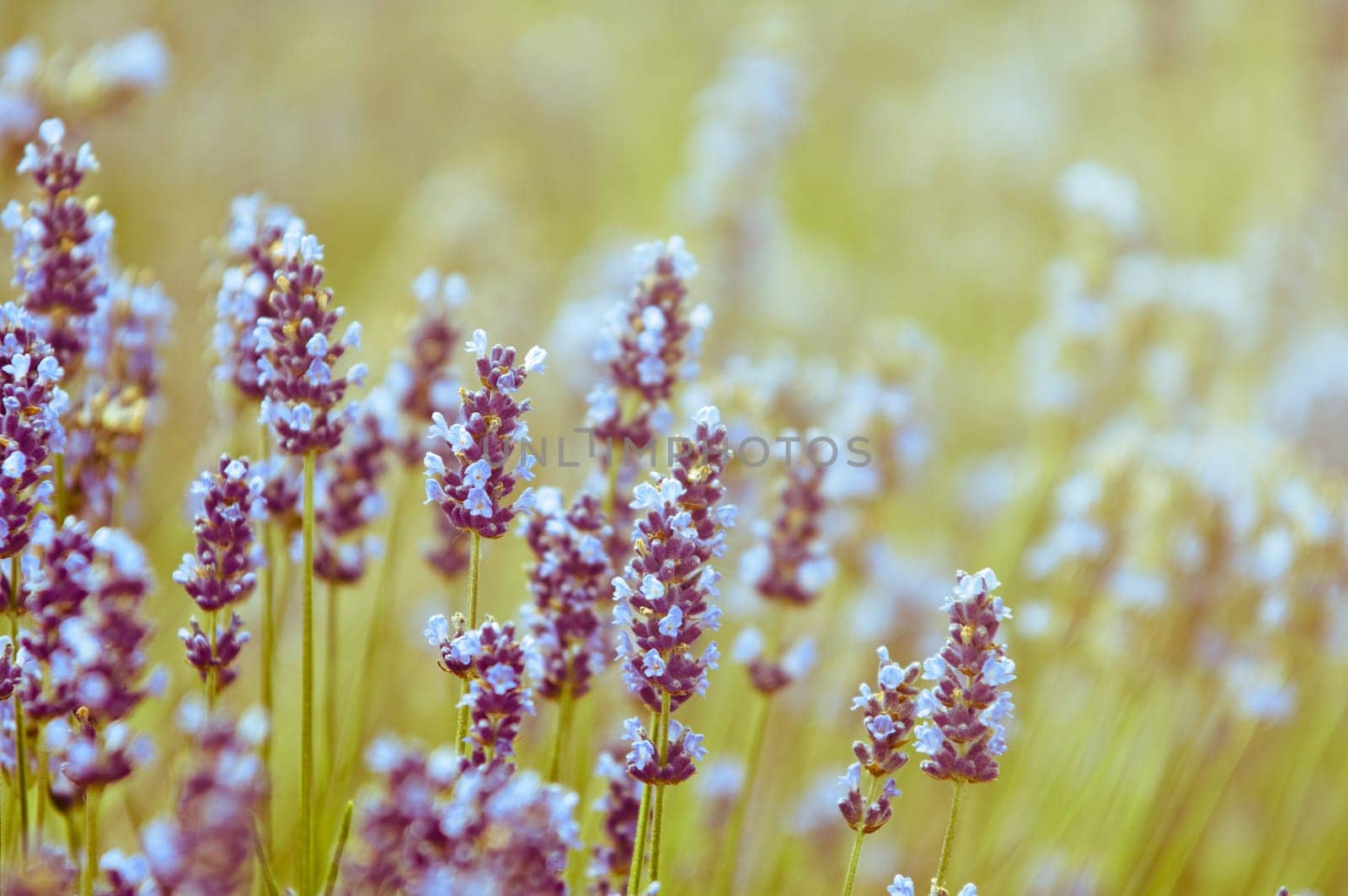 Lavender flower, violet Lavender flowers in nature with copy space, Lavandula