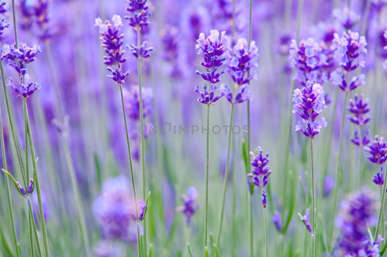 Lavender flower, violet Lavender flowers in nature with copy space, Lavandula