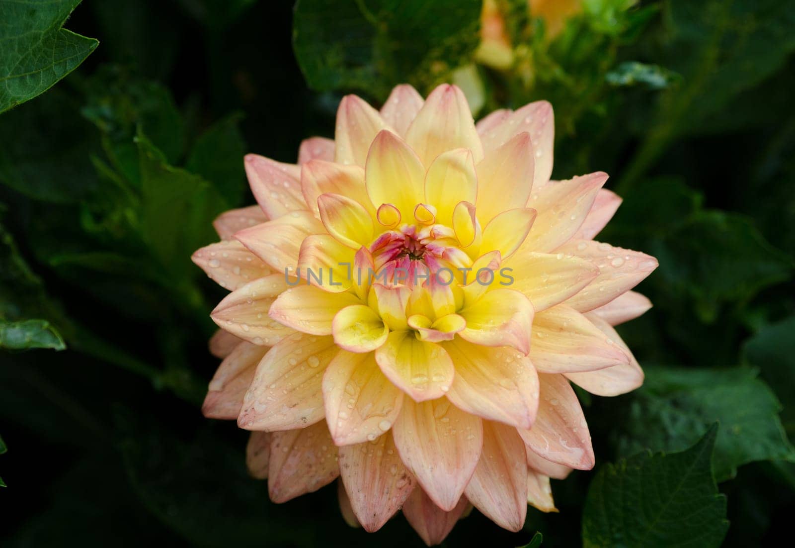 one great flower from the family dahlia the name is Melody Dora