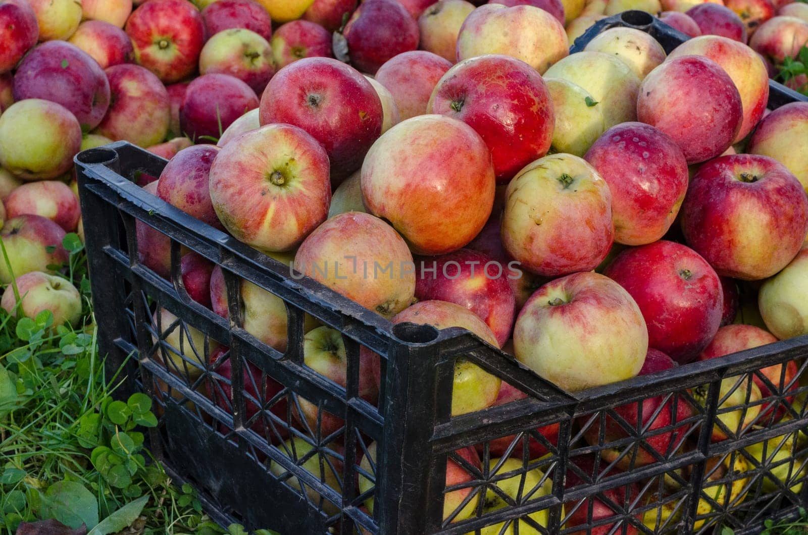 A large harvest of beautiful ripe apples
