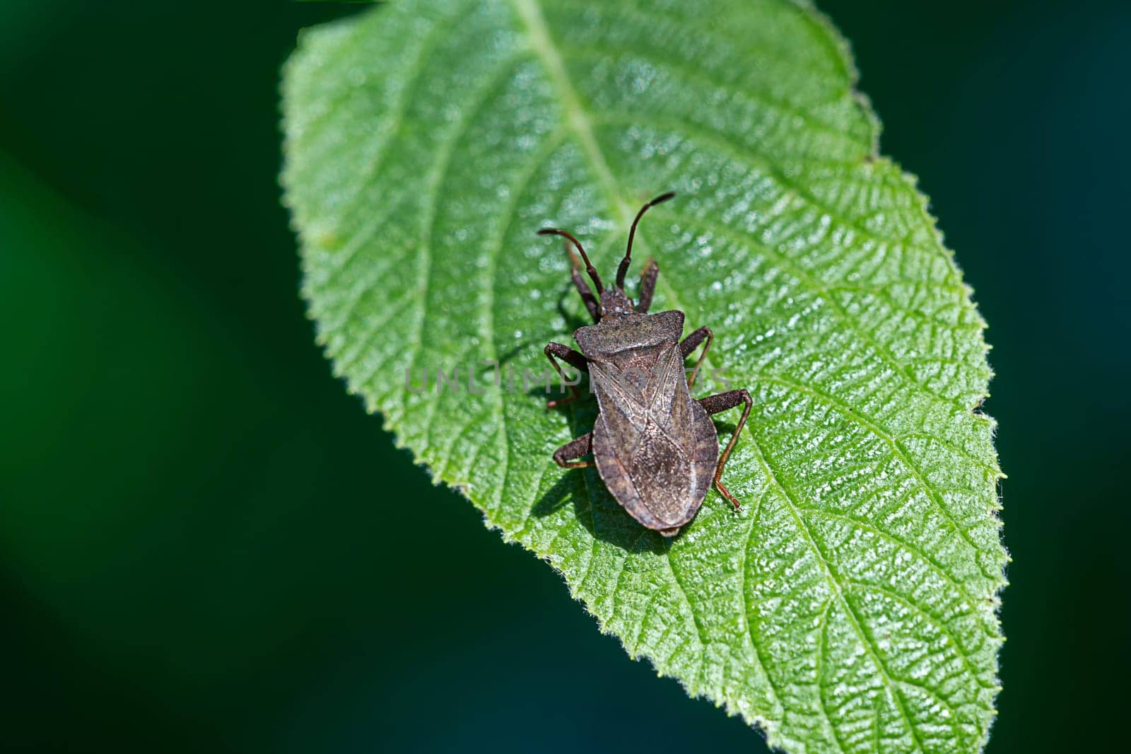 silver-colored leaf bug