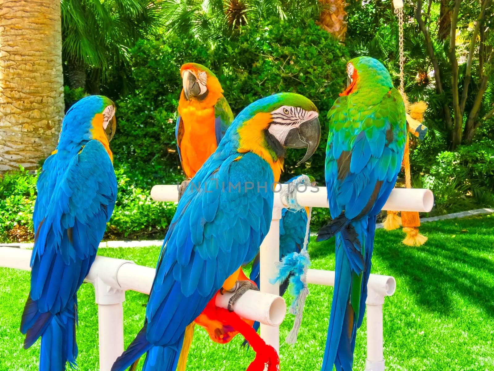Colorful parrots sitting on the white perch