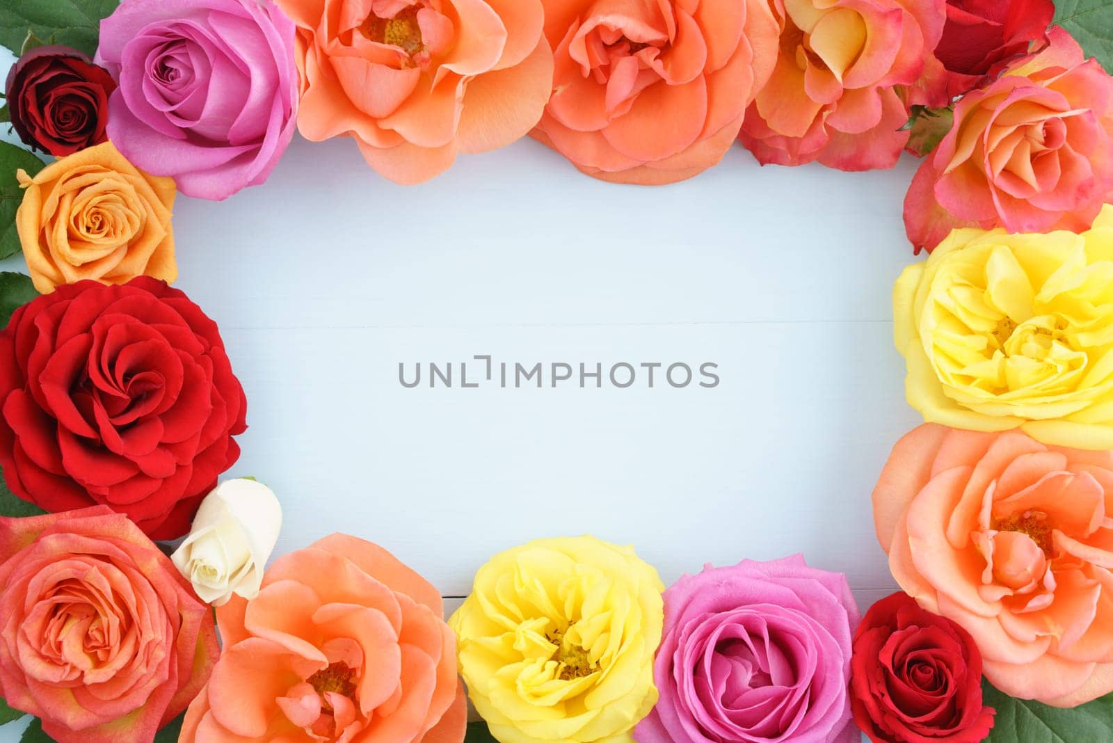 Colourful roses with copy space in the middle..Colourful rose petals with copy space in the middle
