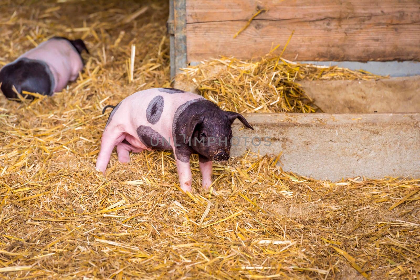 Image with a cute baby pig, from the swabian-hall swine breed, in a small ranch from southern Germany.