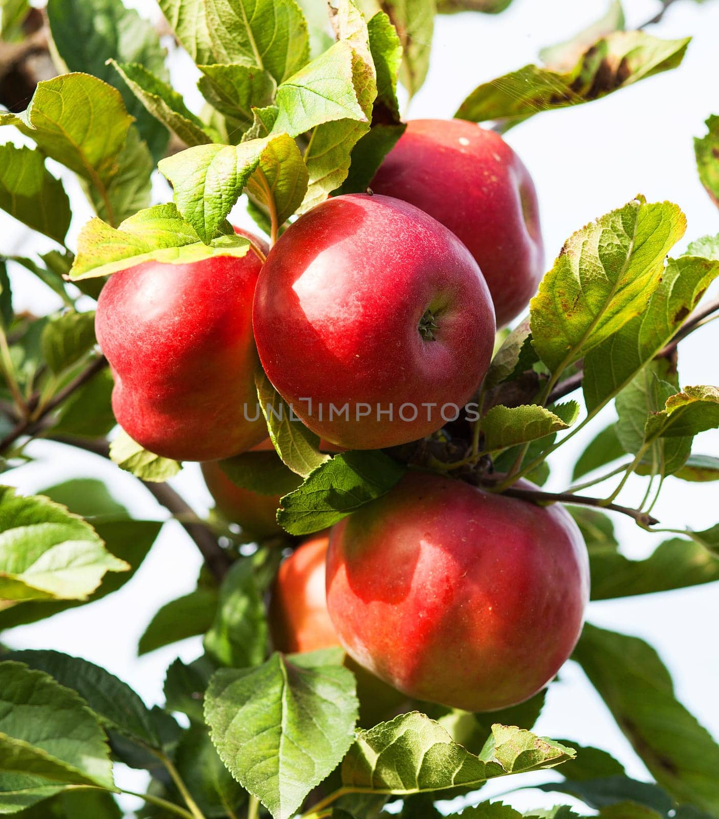 Apples in apple tree