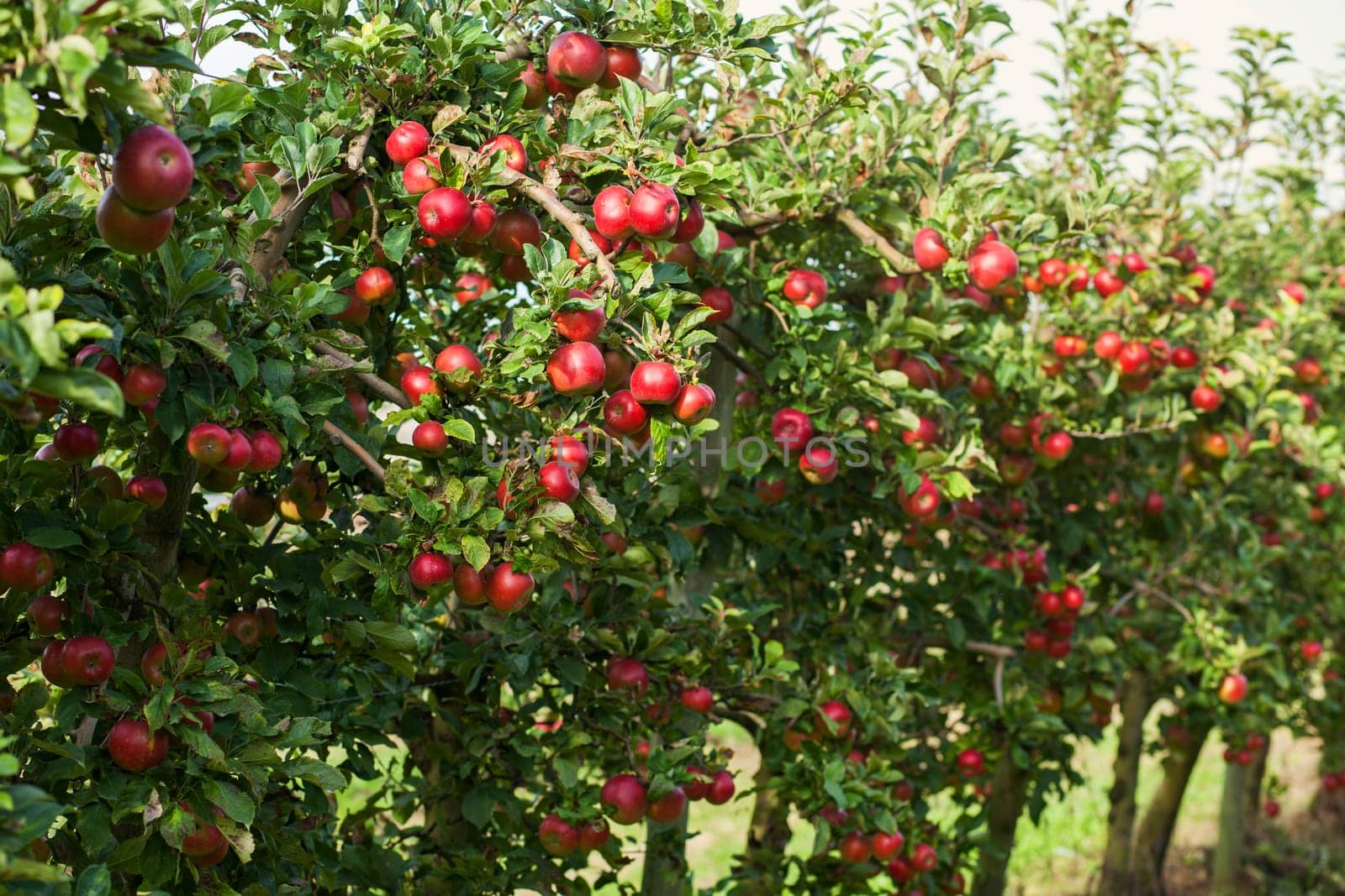 Apples in apple tree