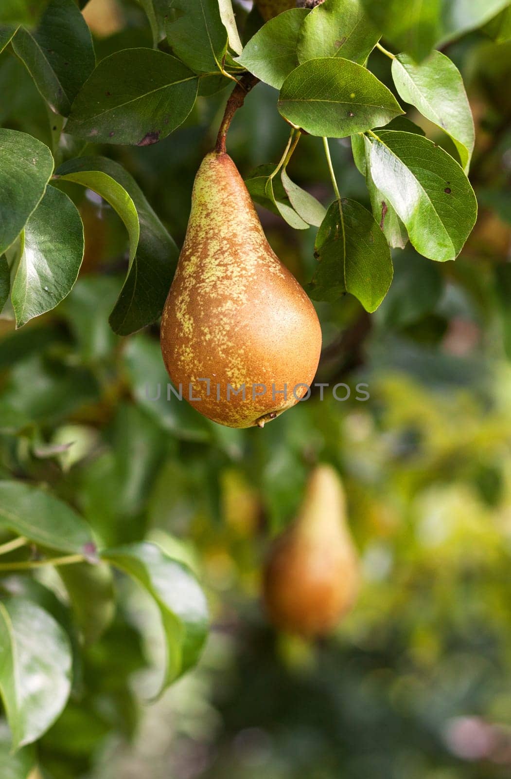 Pears in apple tree