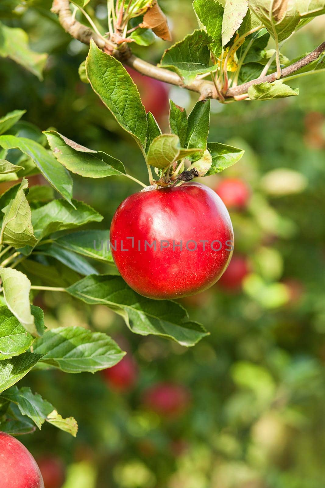 Apples in apple tree