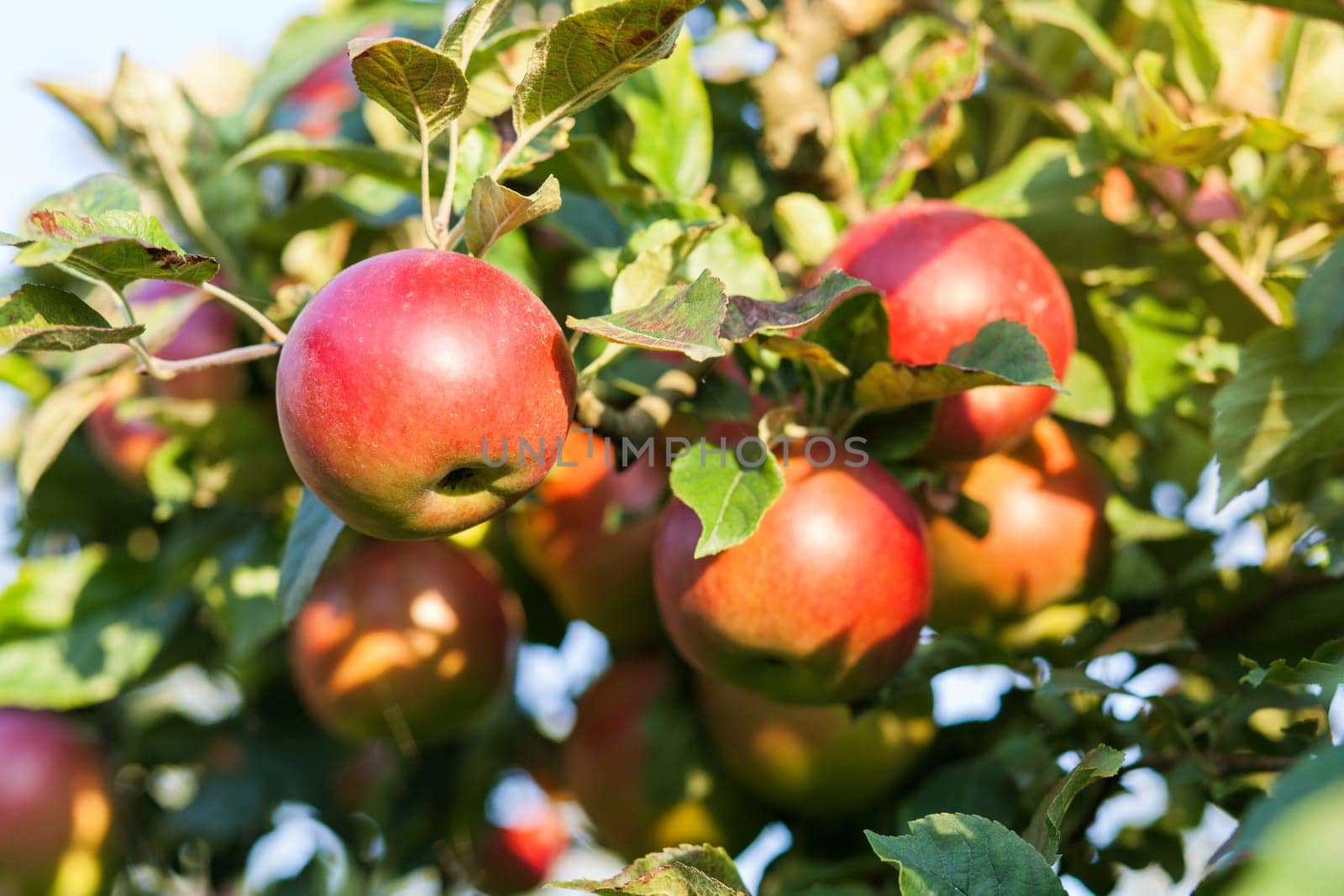 Apples in apple tree