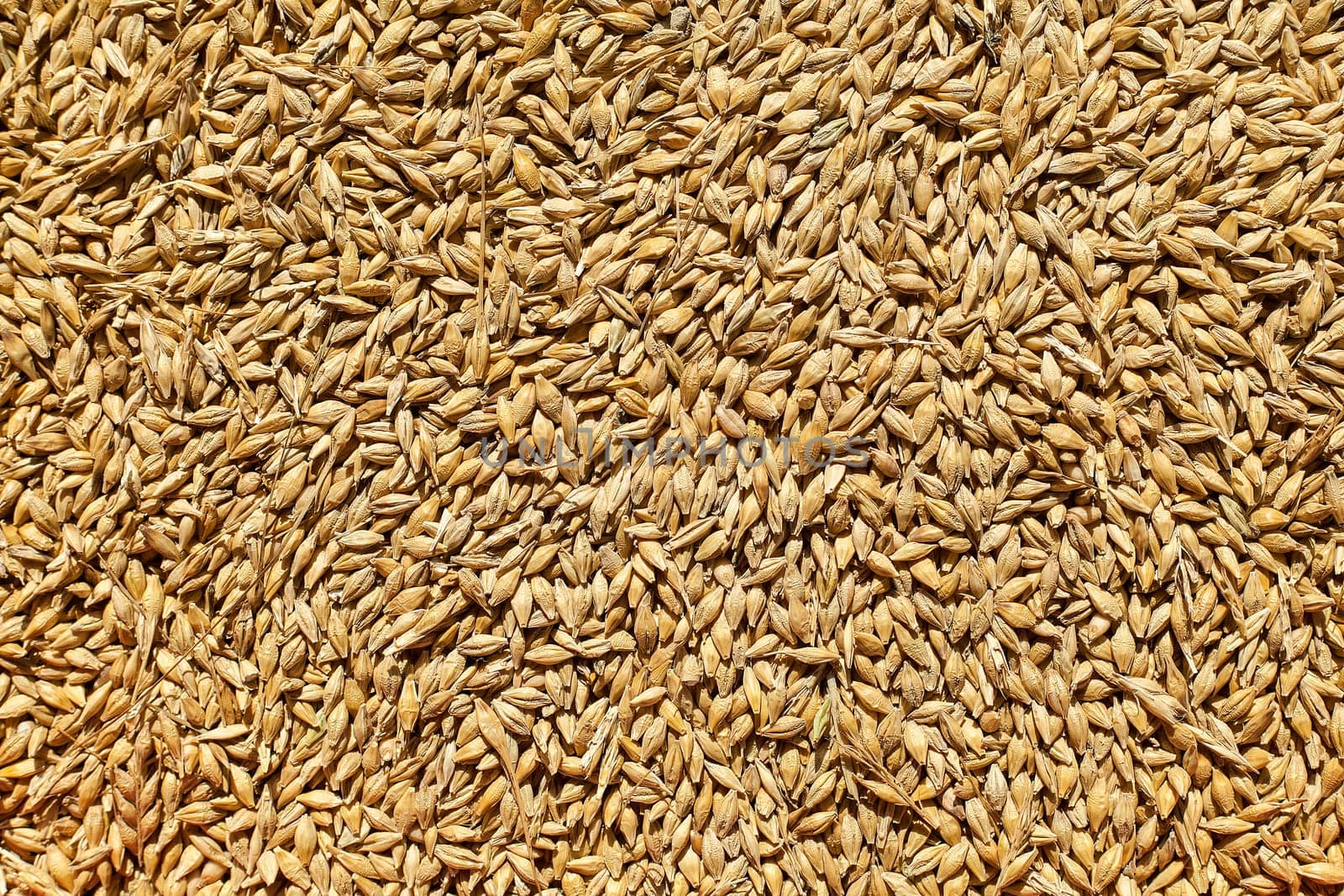 Barley background view from the top