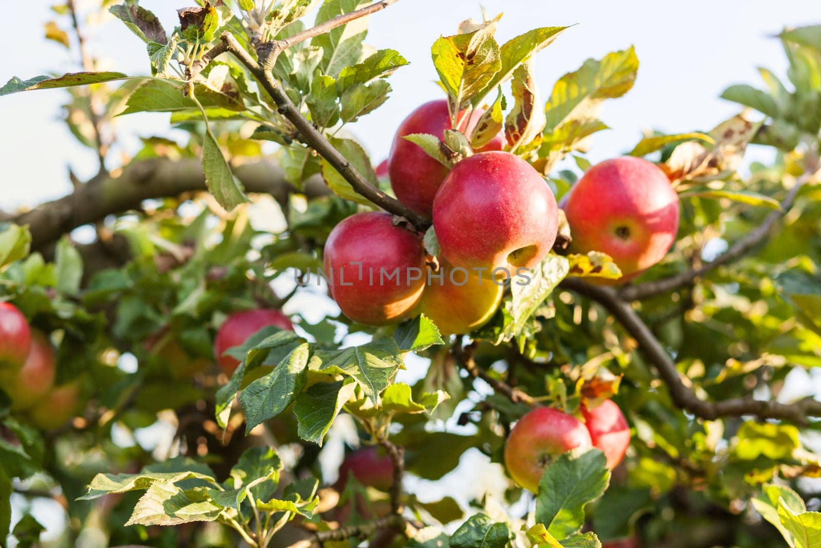 Apples in apple tree