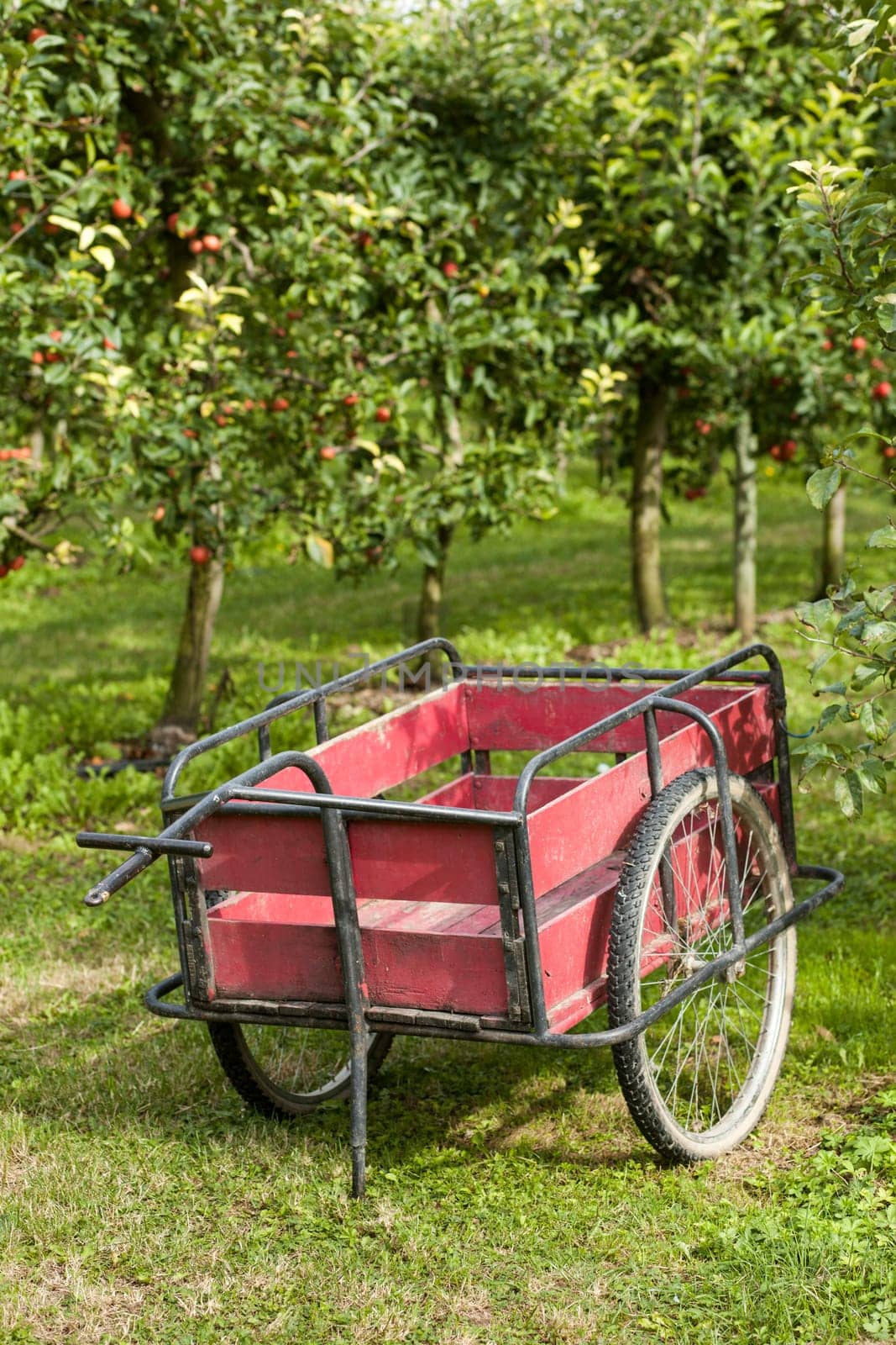 Old cart to pick the apples in an orchard