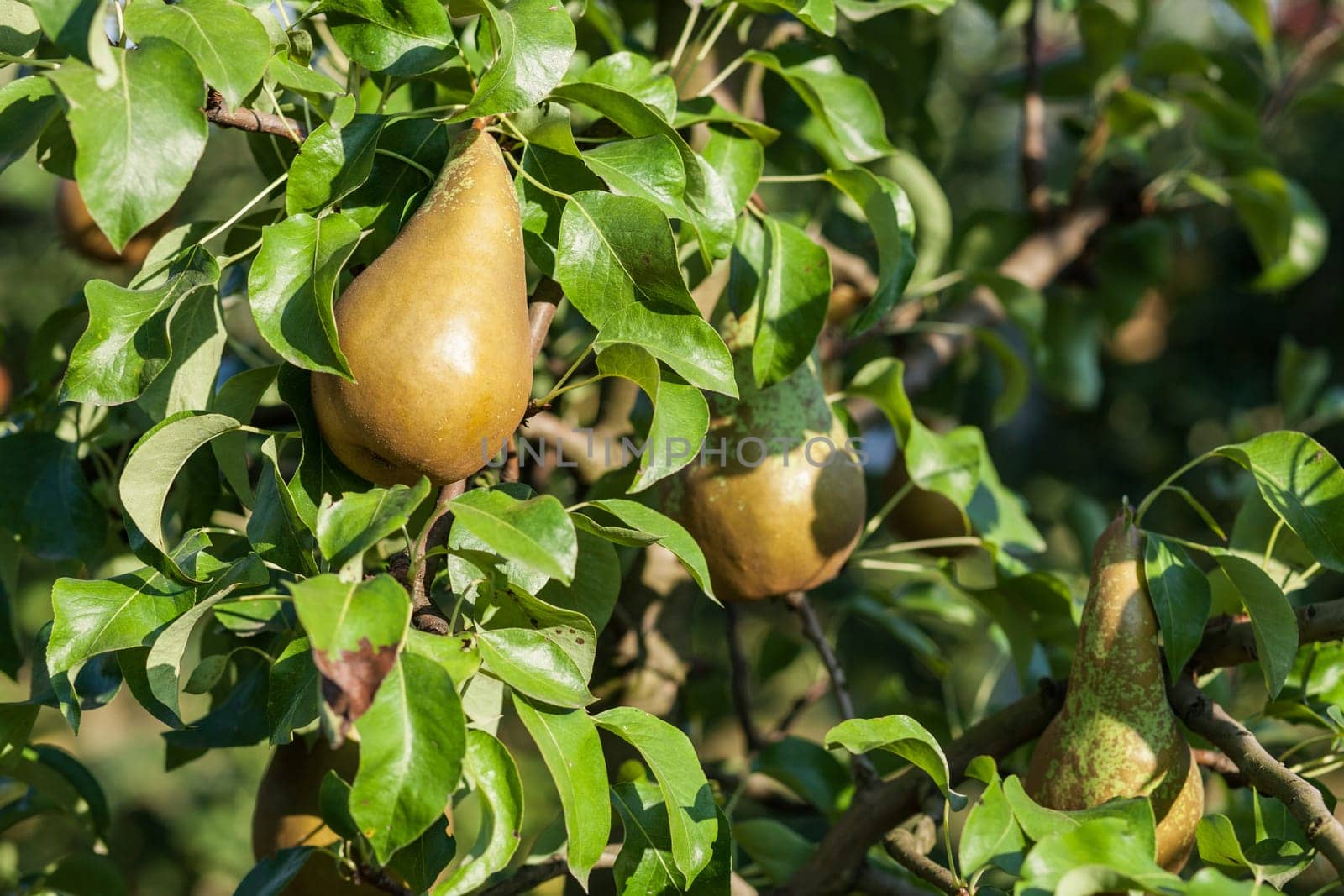 Pears in apple tree