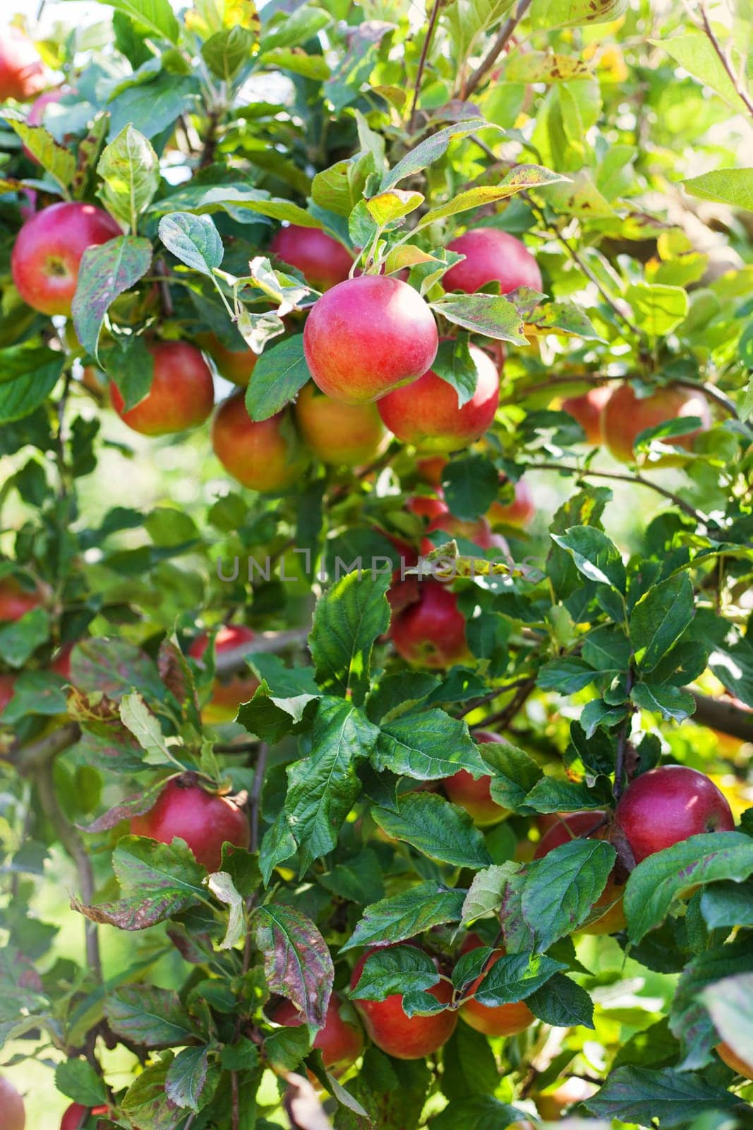 Apples in apple tree