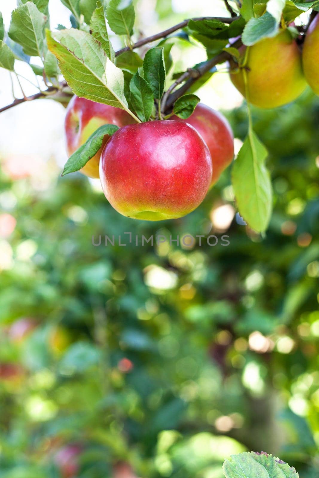 Apples in apple tree