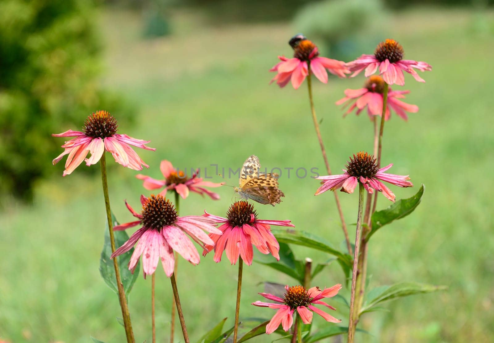 Pink flowers with one butterfly in the green background.