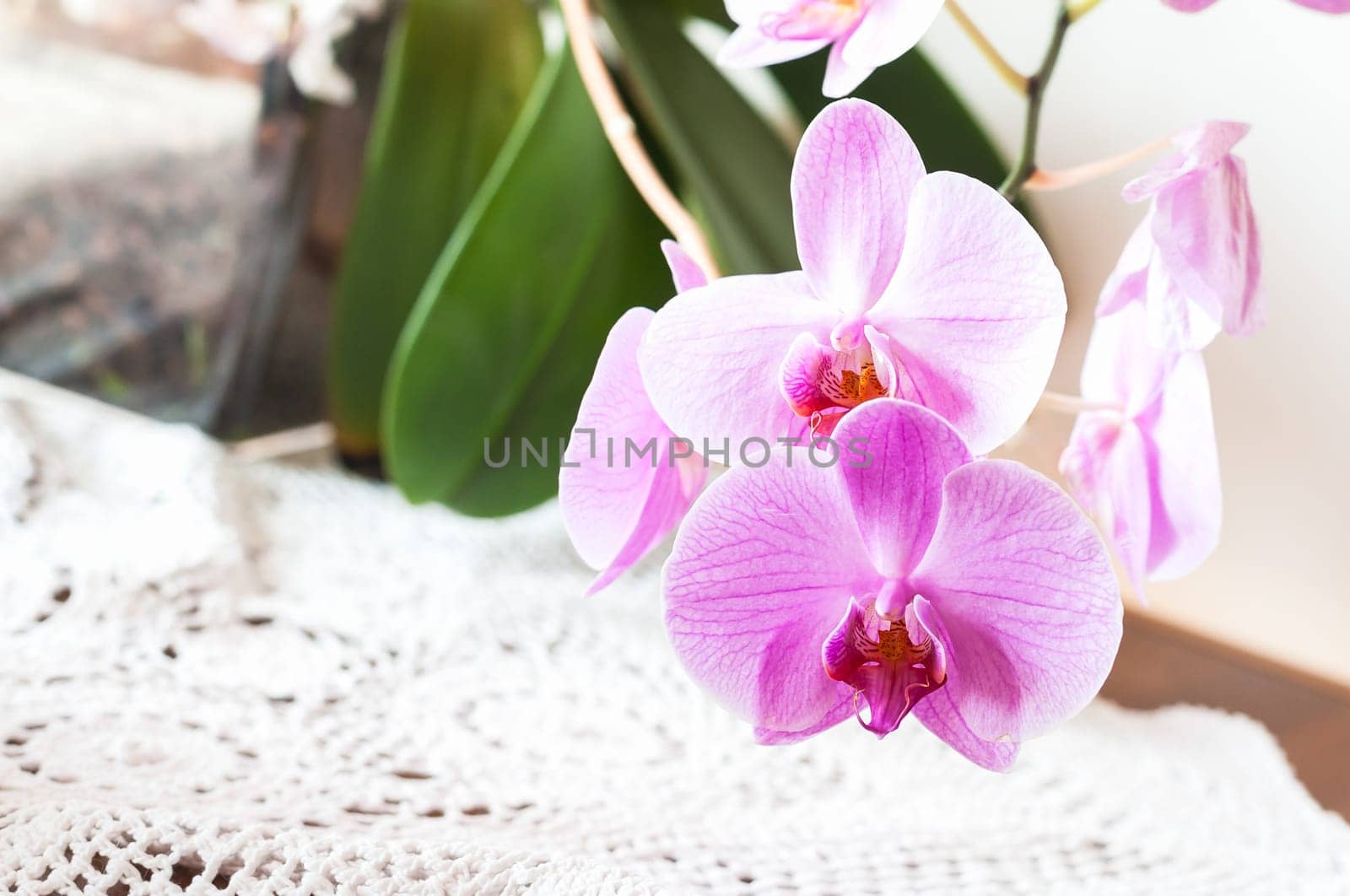 Striped pink orchid flower close up. (Orchidaceae)