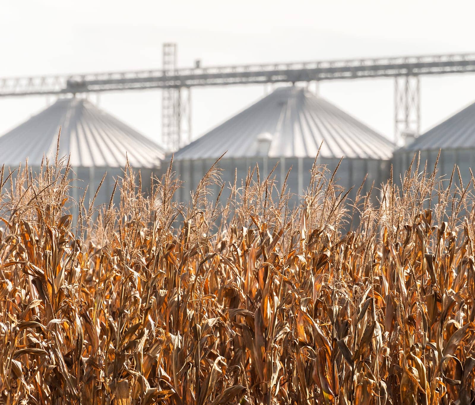 Corn plants ready for harvest. In the background, blurred storage silos