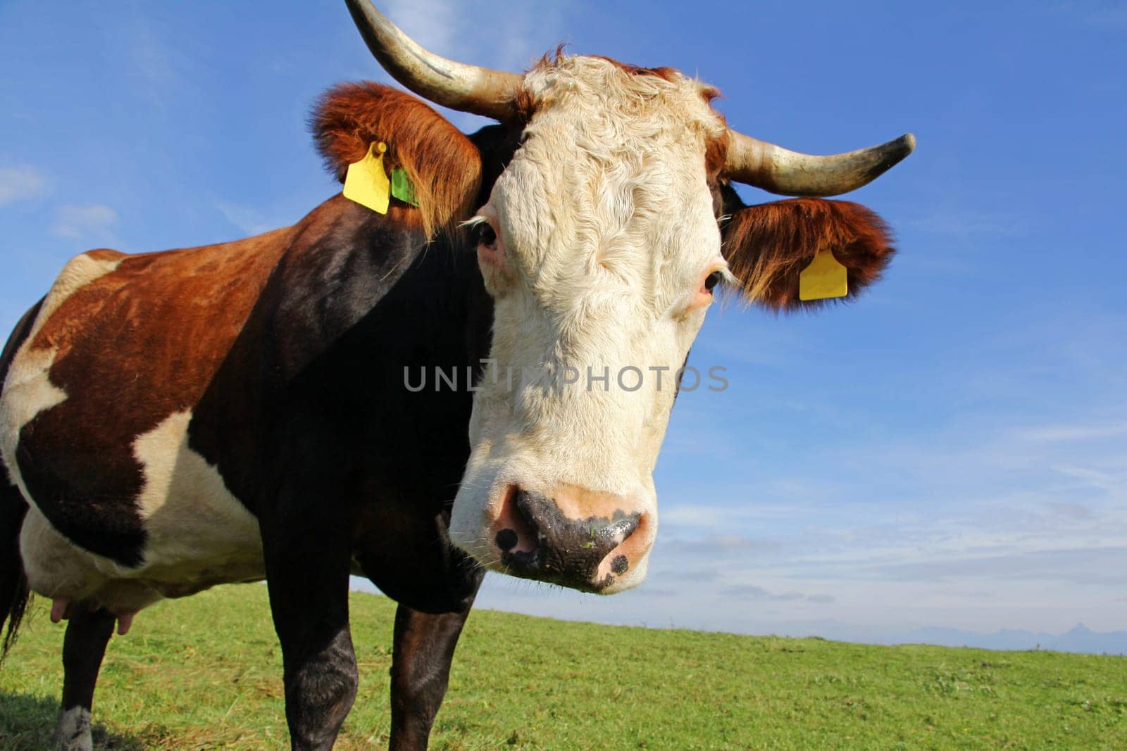 Simmental cattle on a meadow in Bavaria. Curious Fleckvieh