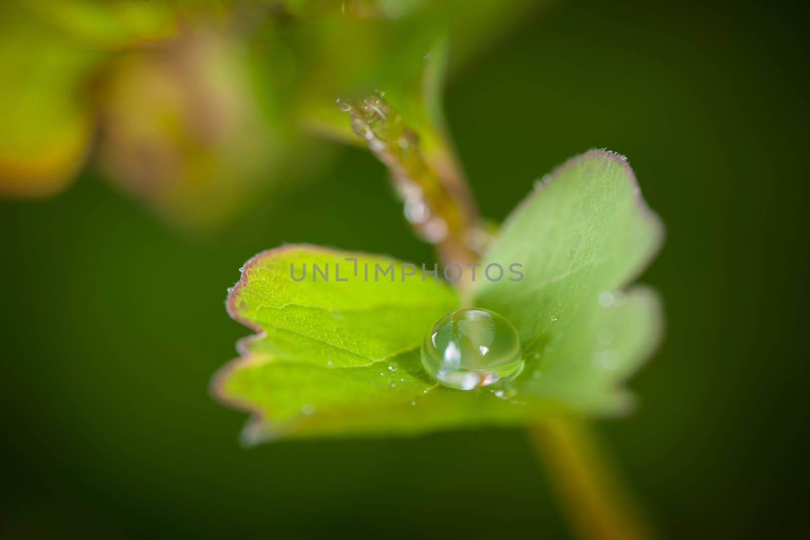 Close-up of a raindrop on a shrub leaf with a blurred background.