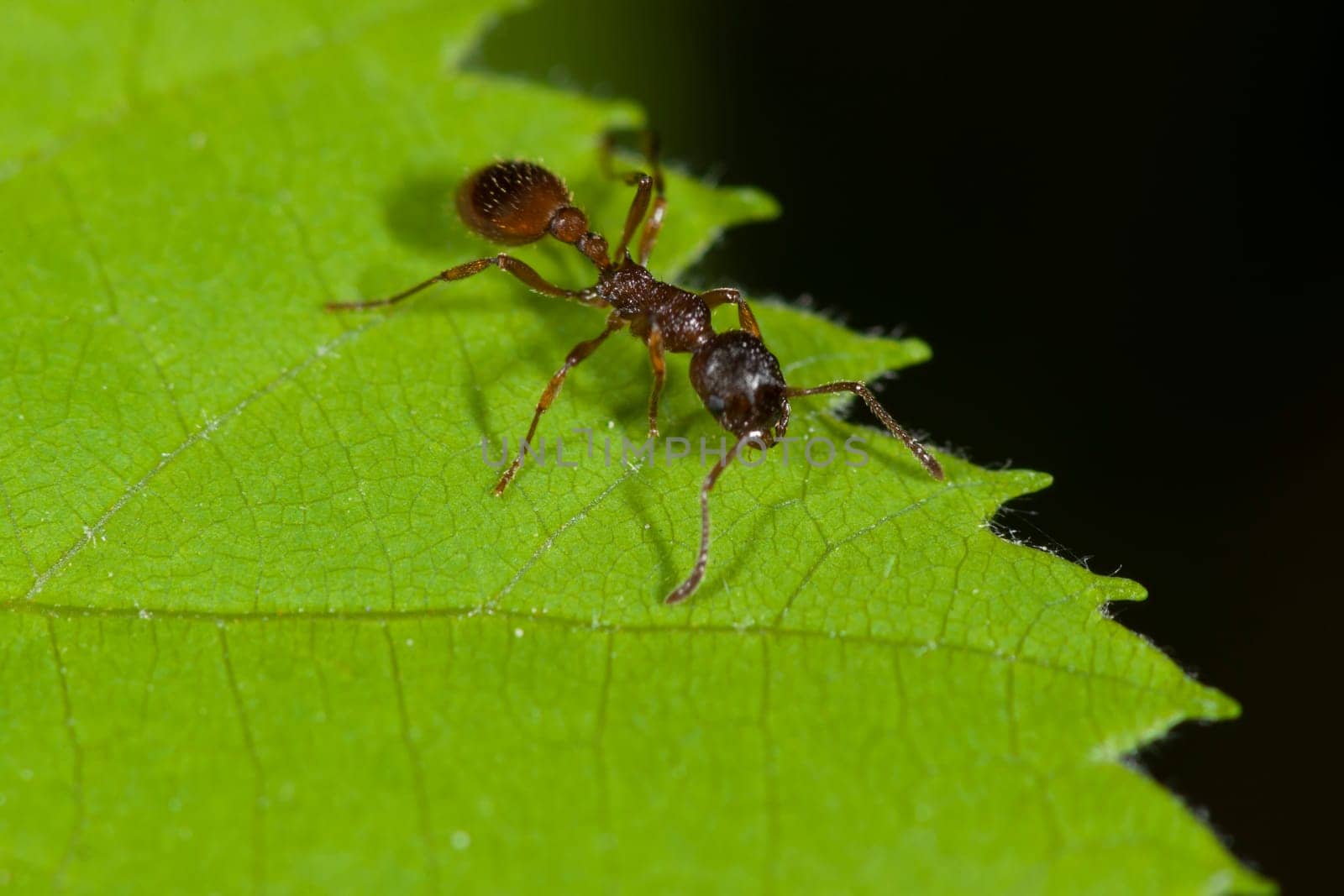 Close-up of a single ant on the jagged edge of a leaf against a dark background