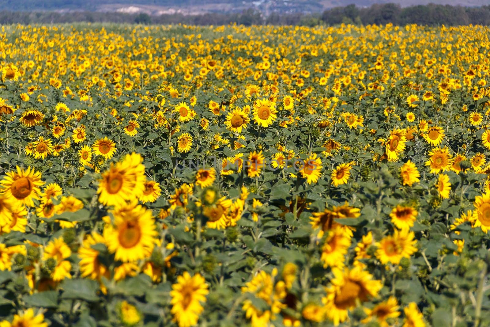 Great field of blooming sunflowers in the sunlight