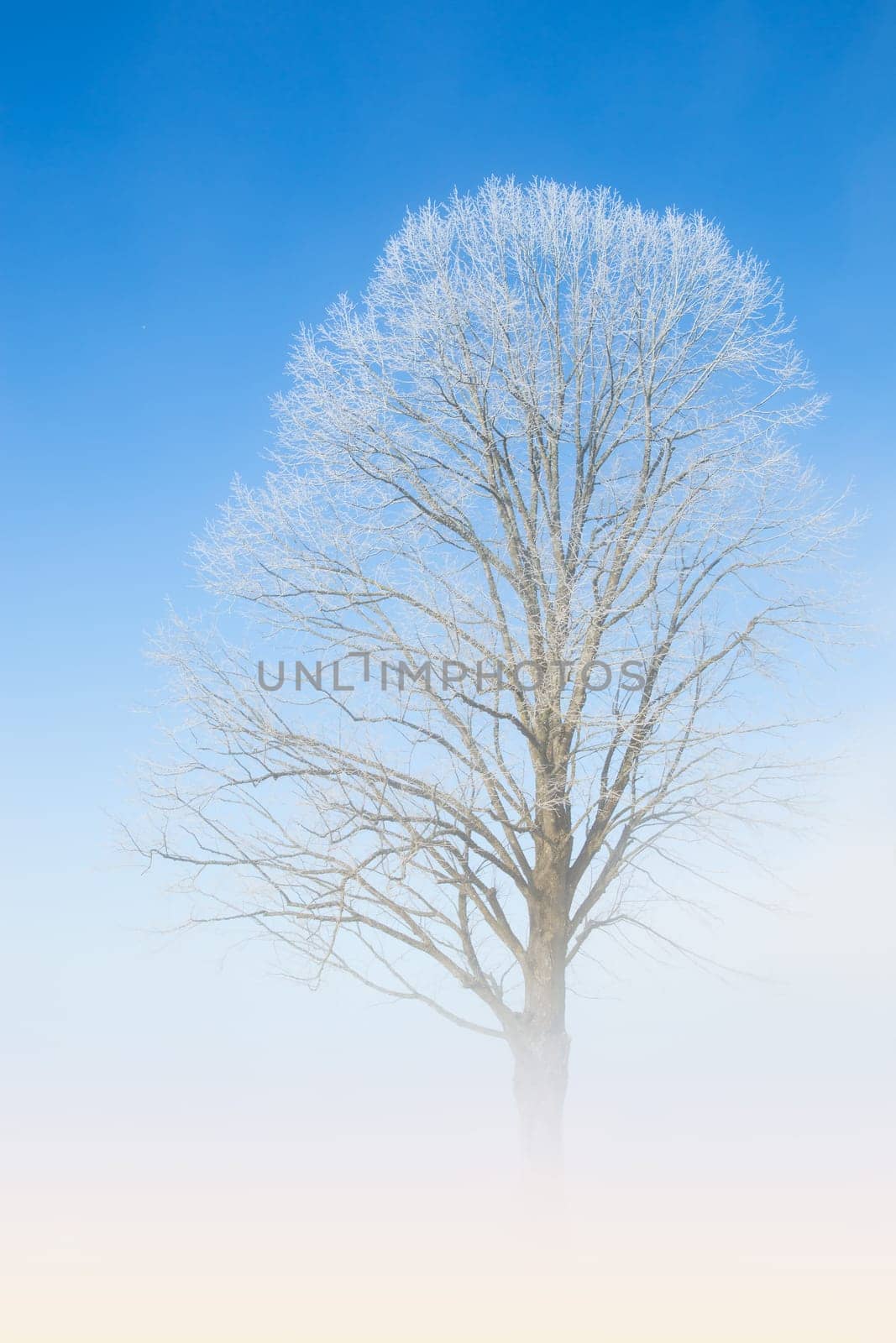Natural white lace of hoarfrost on frosty tree branches against winter morning cloudless deep blue sky and fog haze above the ground
