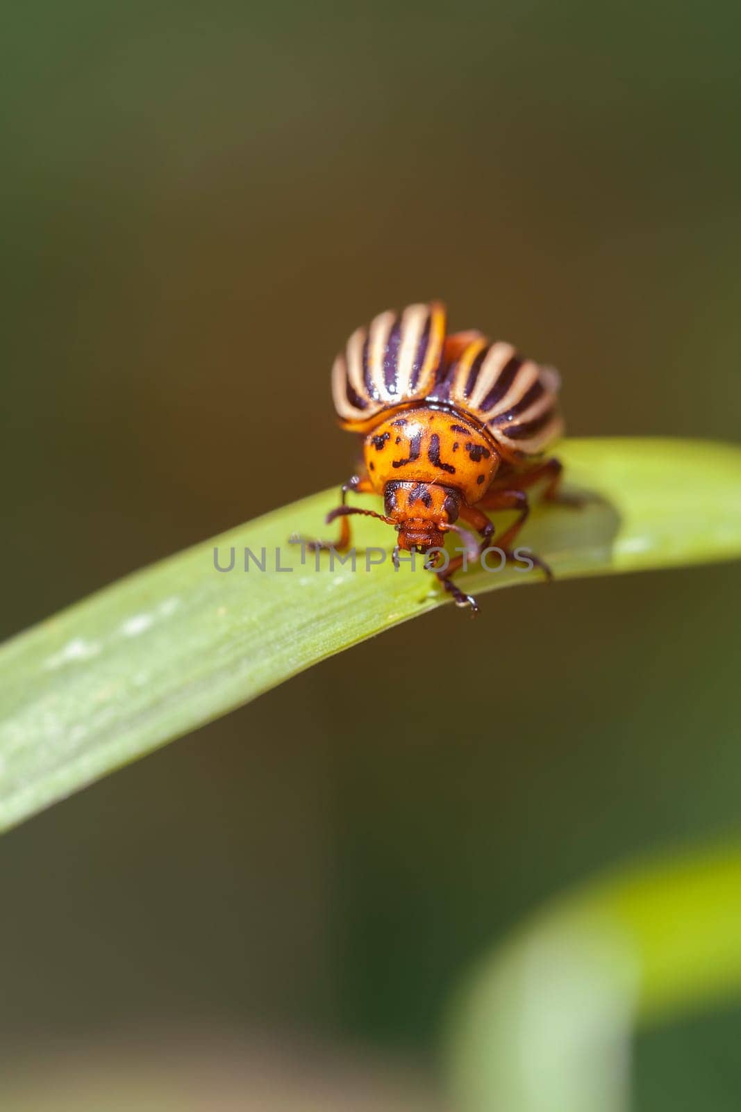 Colorado beetle - Leptinotarsa decemlineata in a macro image