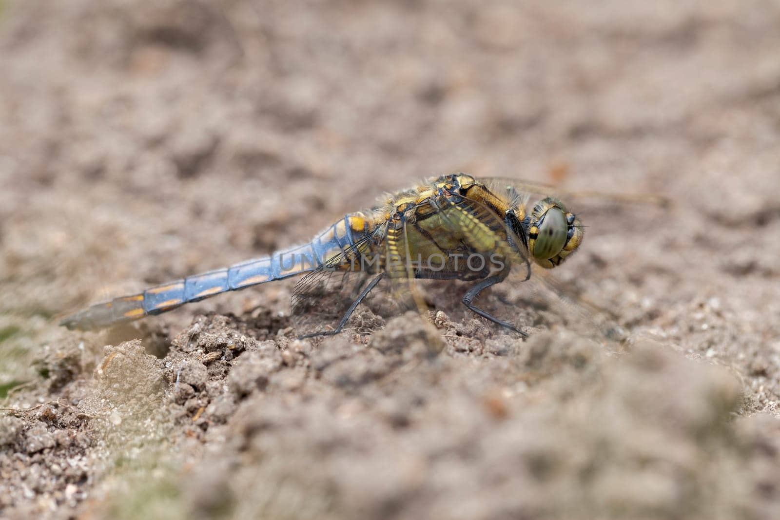 Large Blue Arrow – Orthetrum cancellatum - Females in a macro image