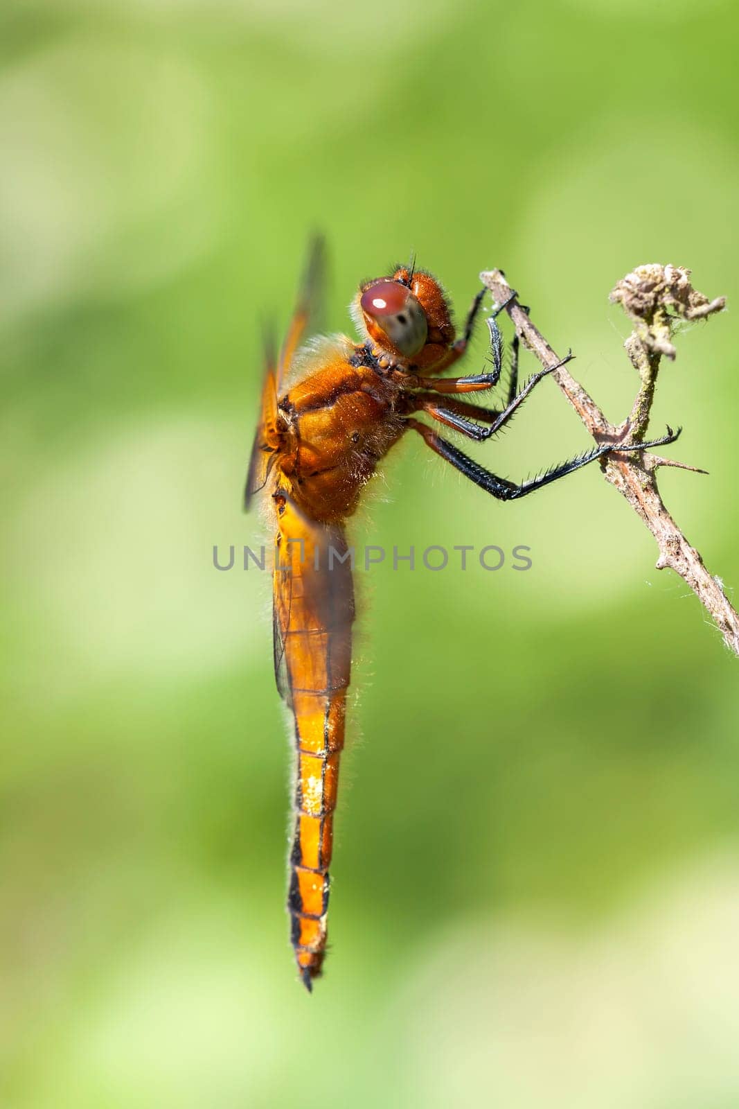 Female flat belly dragonfly - in a macro shot - side view