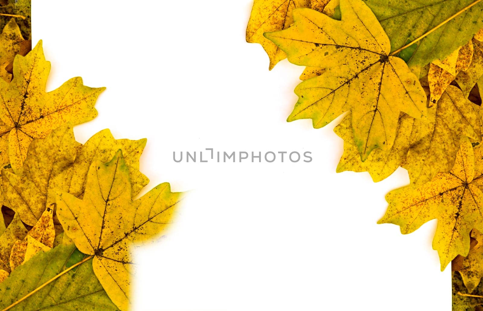 Colorful vertical frame of fallen autumn leaves chestnuts and acorns