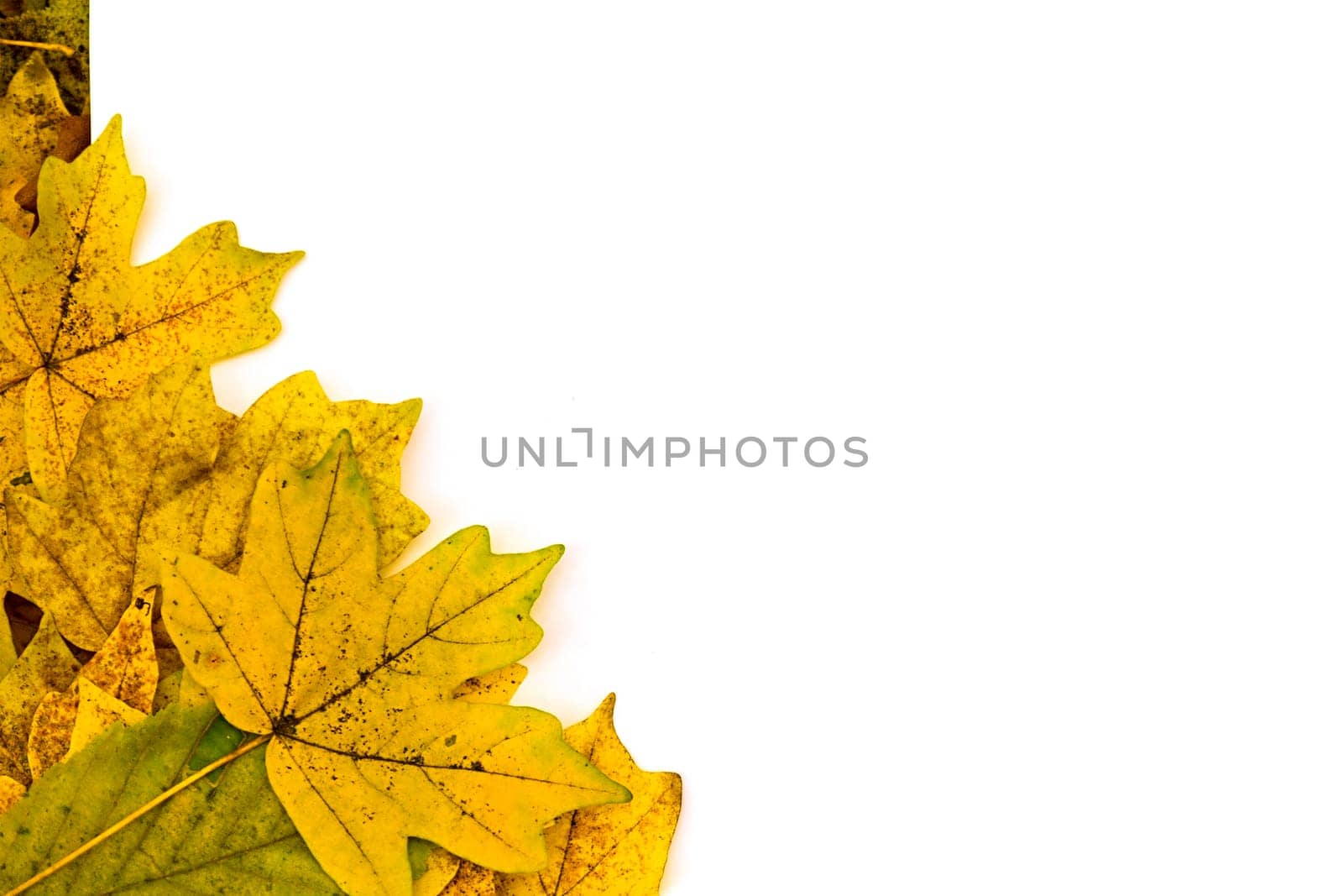 Colorful vertical frame of fallen autumn leaves chestnuts and acorns