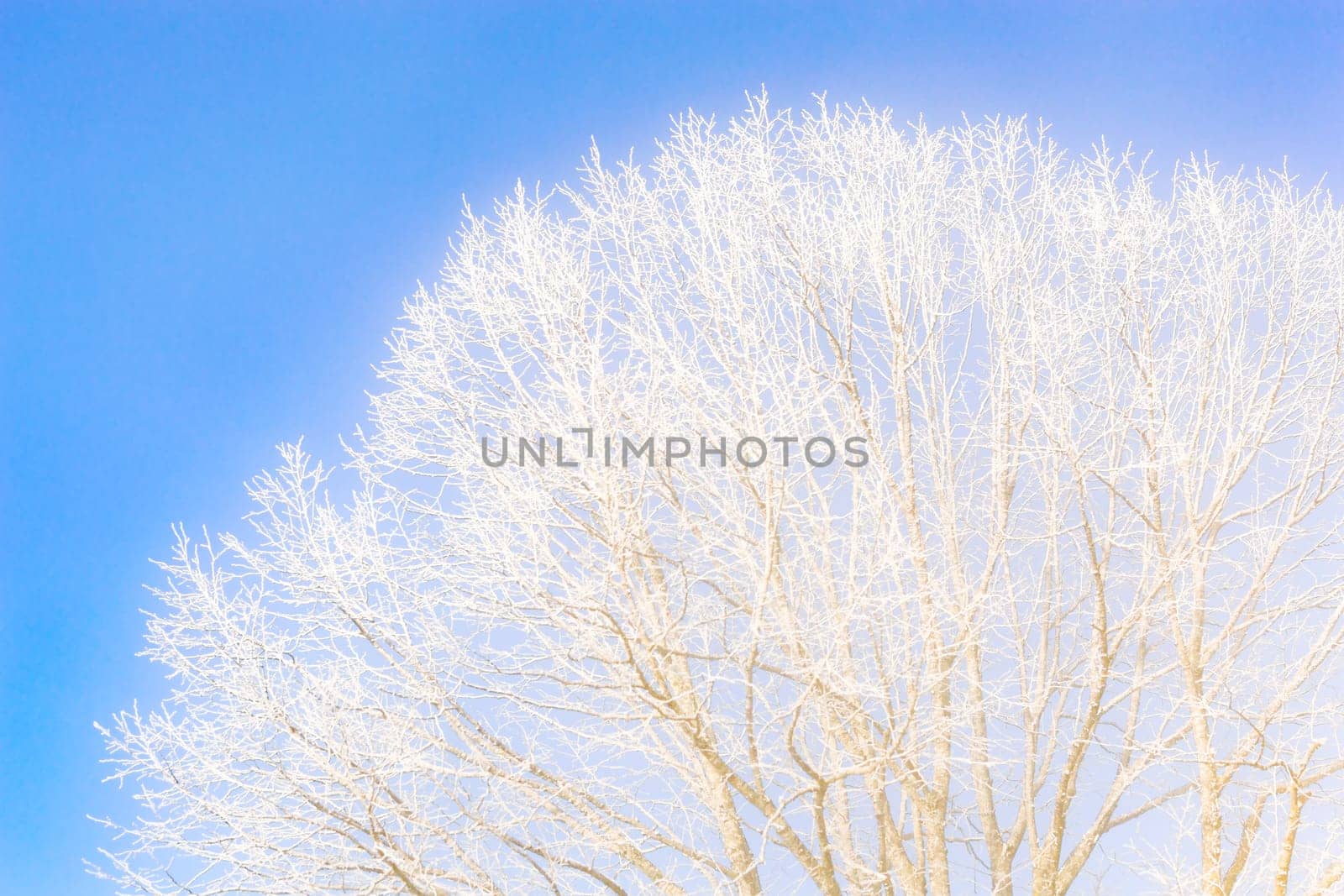 Frozen tree branches against the clear blue sky. Stock photo taken in frosty winter good weather.