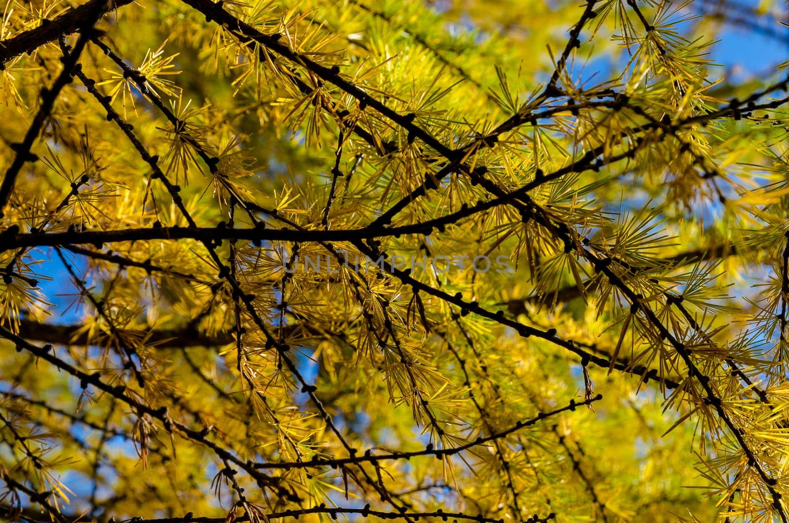 Golden autumn in the month of October in a beautiful forest
