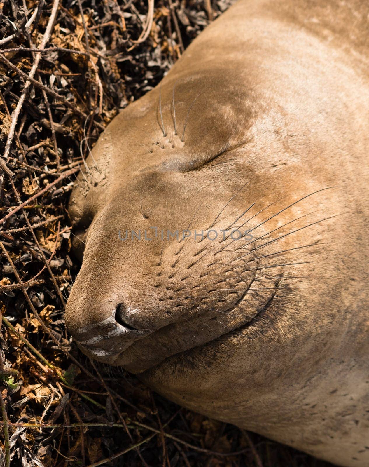 Close up view of Elephant Seal face