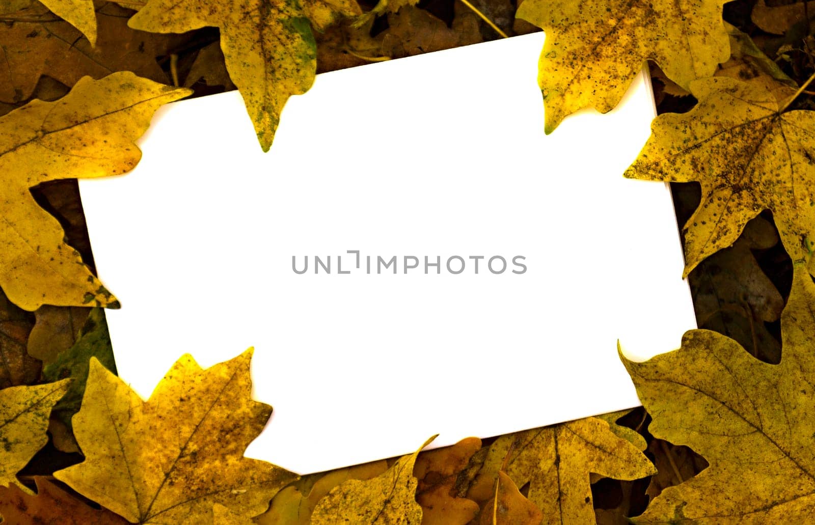Colorful vertical frame of fallen autumn leaves chestnuts and acorns