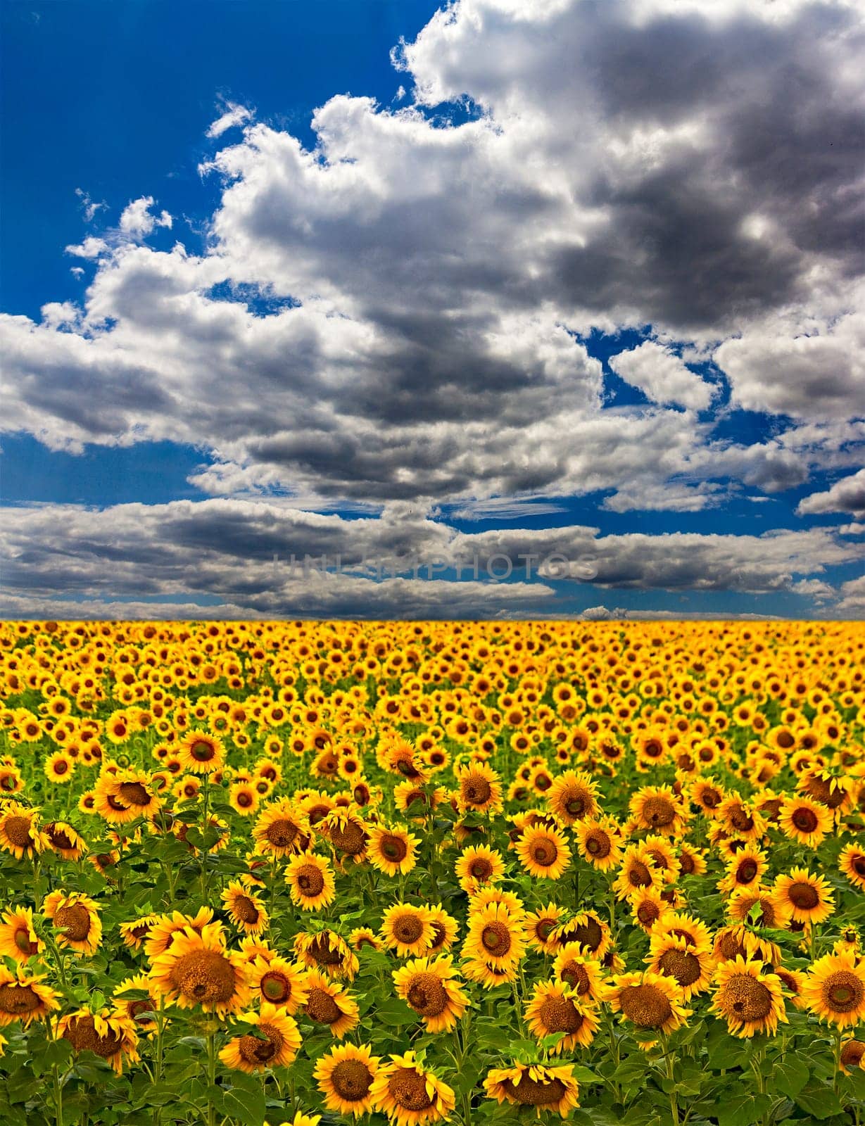 sunflower field over cloudy blue sky and bright sun lights