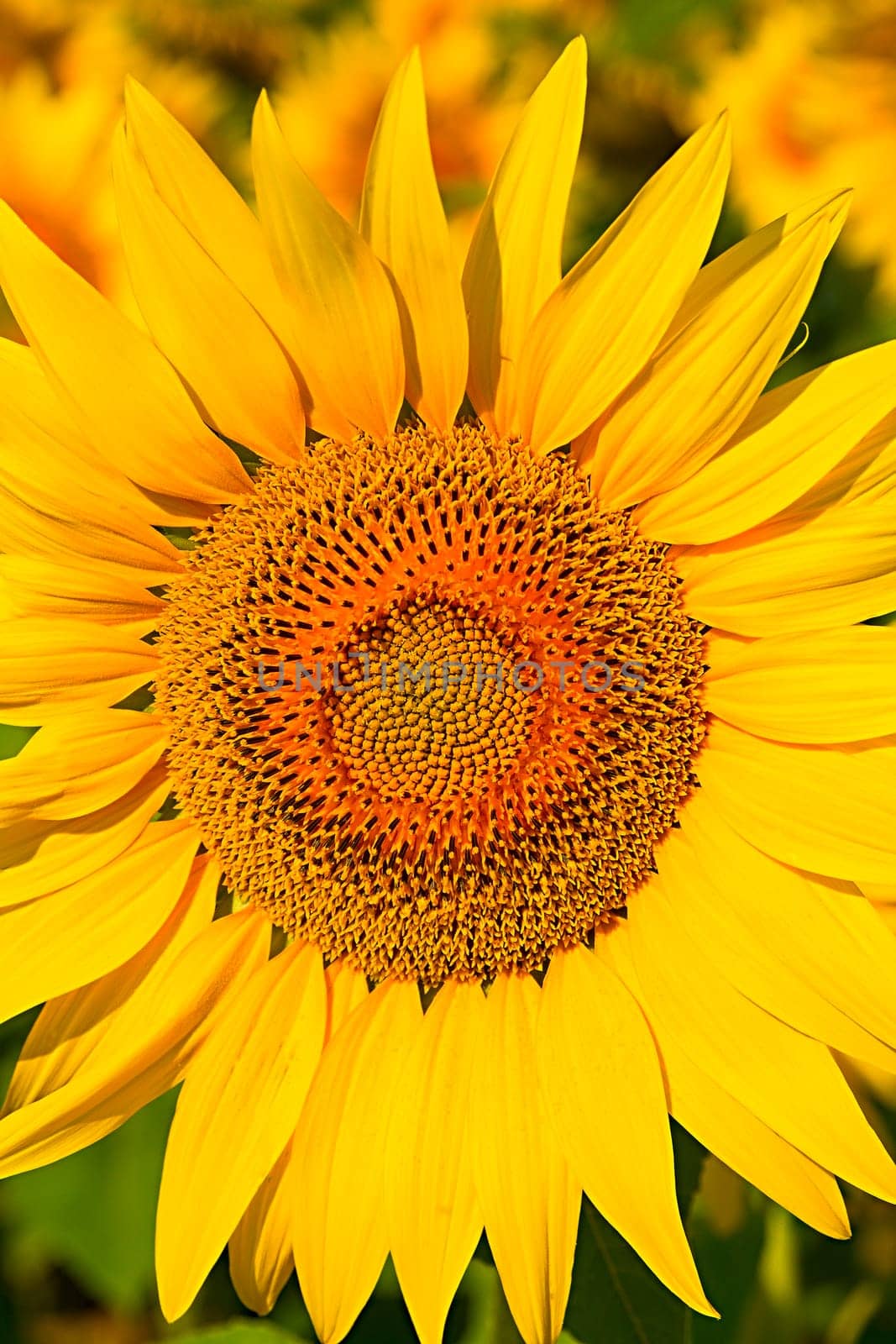 Beautiful Sunflowers in the field on sunny day
