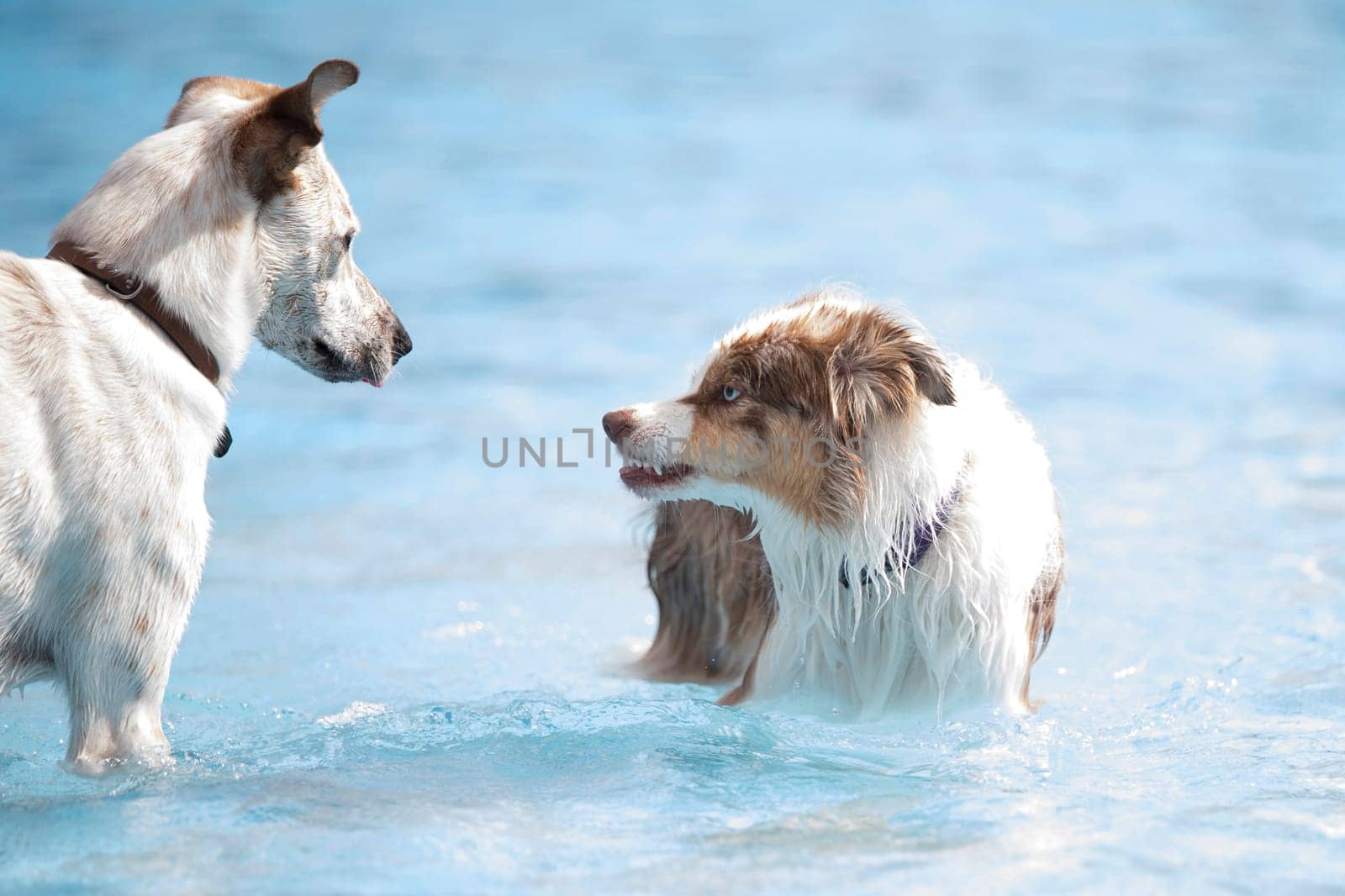 Two dogs in a swimming pool, one growling