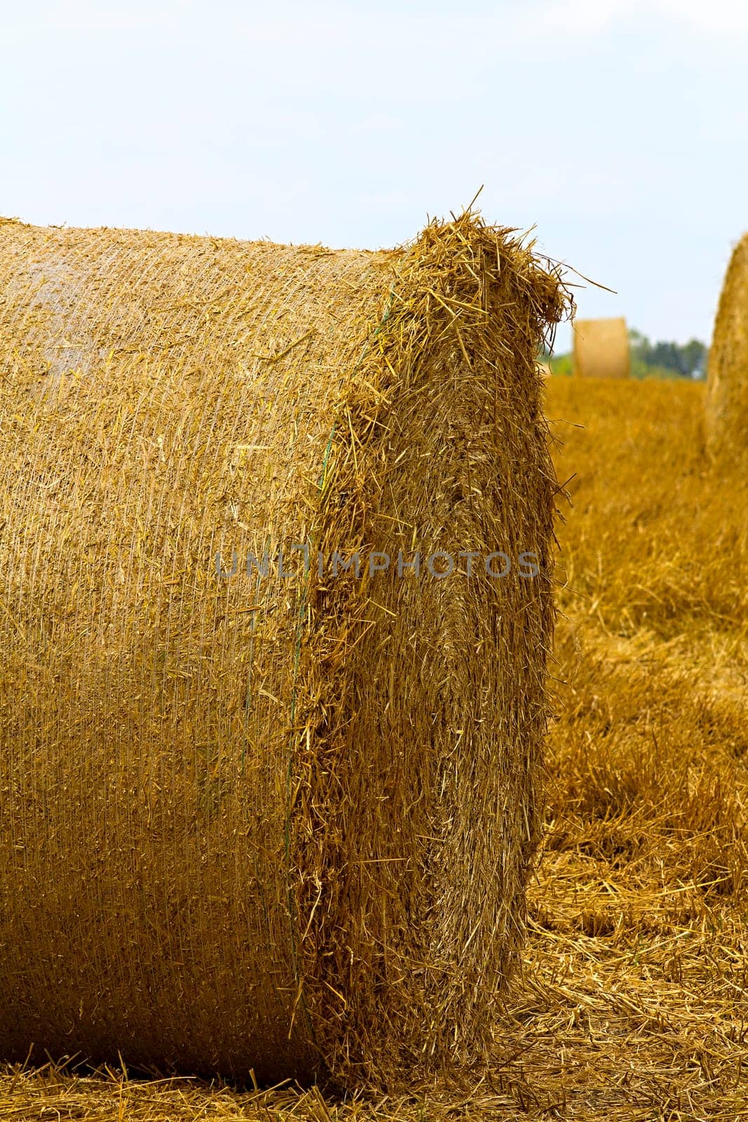 A farm field with a crop of grain / straw gathered into hay bale