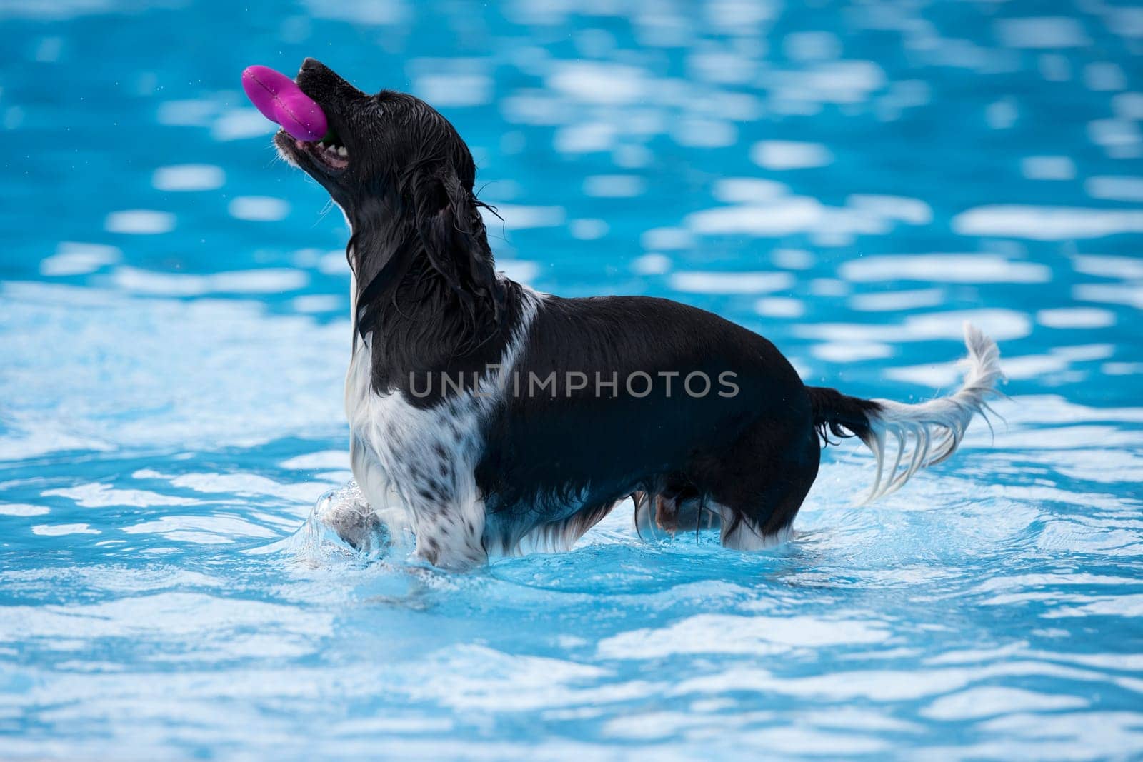 Dog fetching toy in swimming pool, blue water