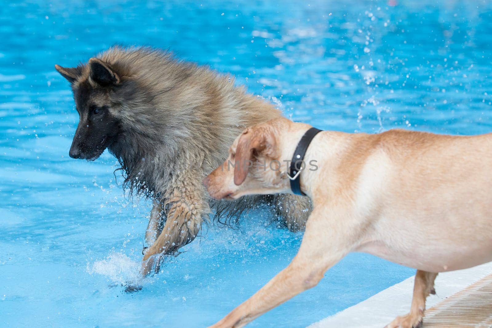 Two dogs running in swimming pool, blue water