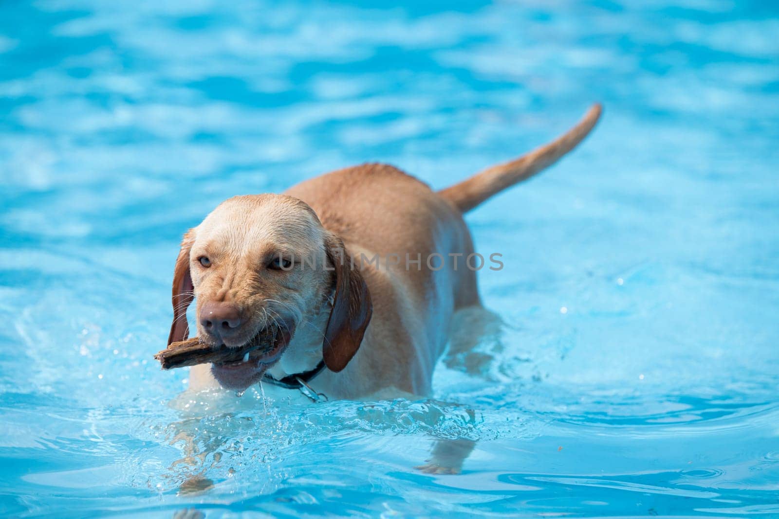 Dog, fetching wood from swimming pool, blue water
