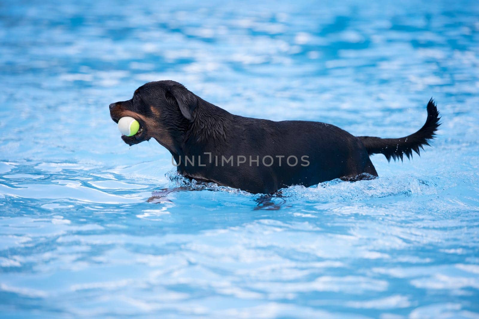 Dog, Rottweiler, with tennis ball in swimming pool, blue water