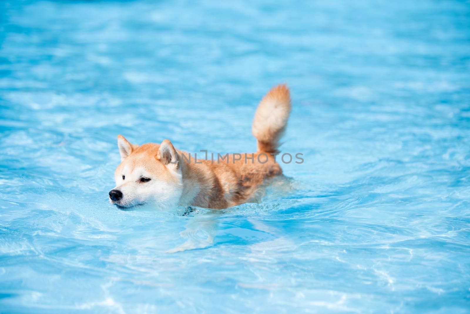 Dog, Akita Inu, swimming in swimming pool, blue water
