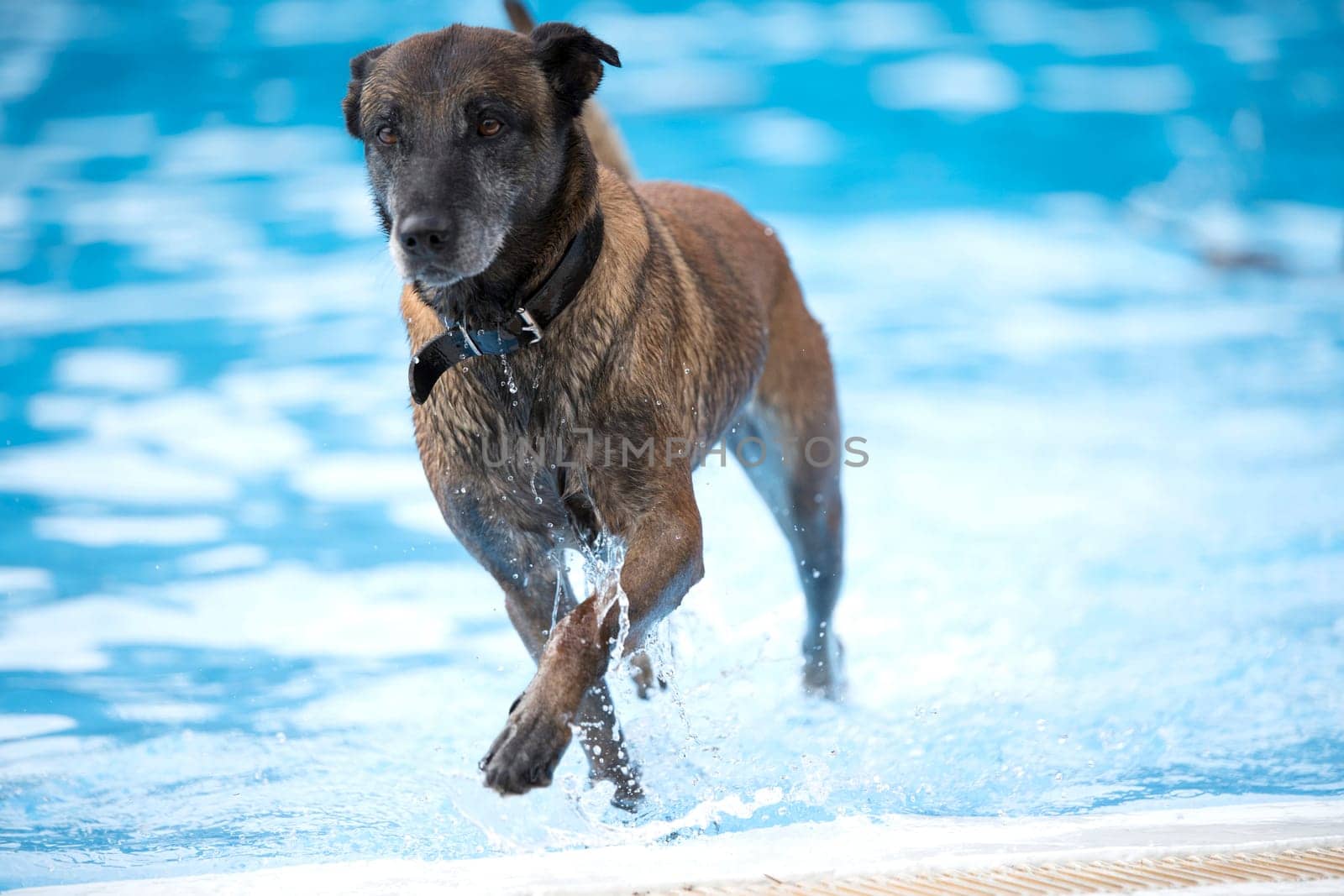Dogm Belgian Shepherd Malinois, coming out of a swimming pool, blue water