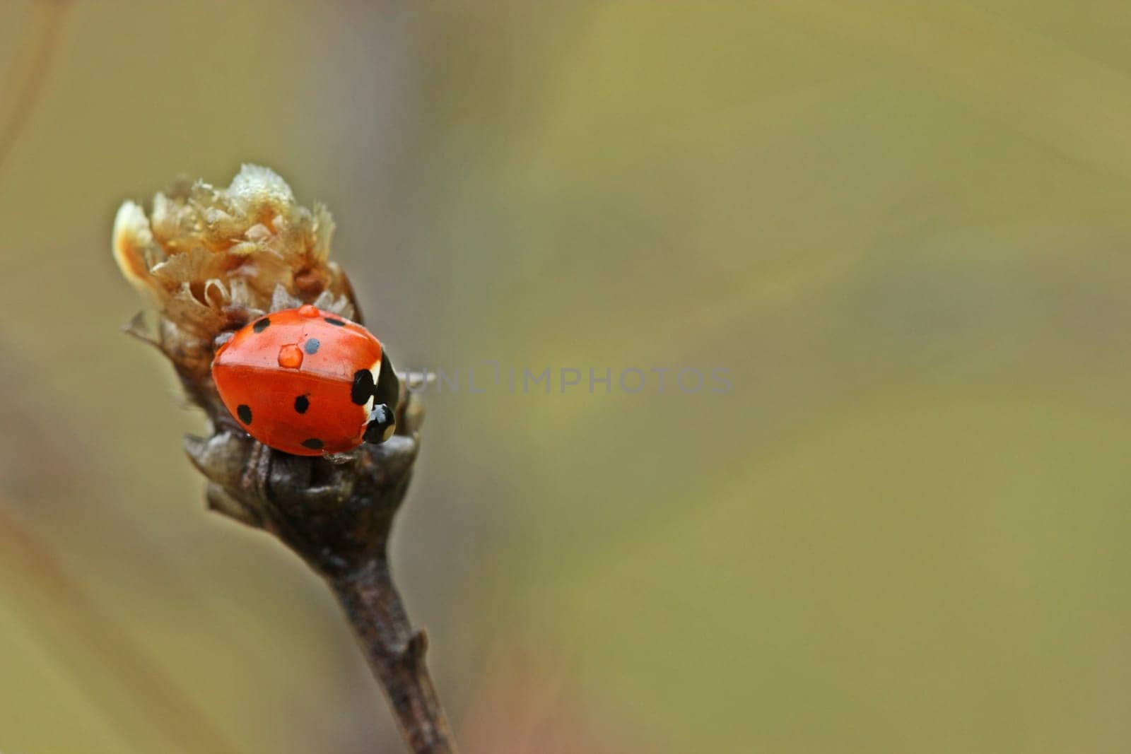 Seven-point ladybird (Coccinella septempunctata) with dew drops on seed level of the meadow flake flower (Centaurea jacea)