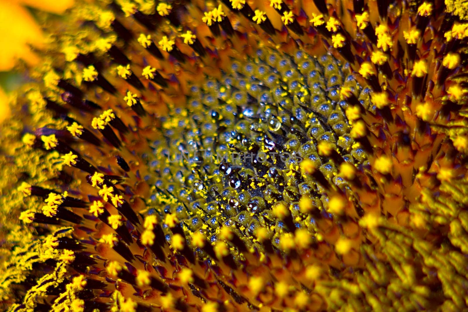 Middle of Sunflower Close-Up garden, plant, beaut