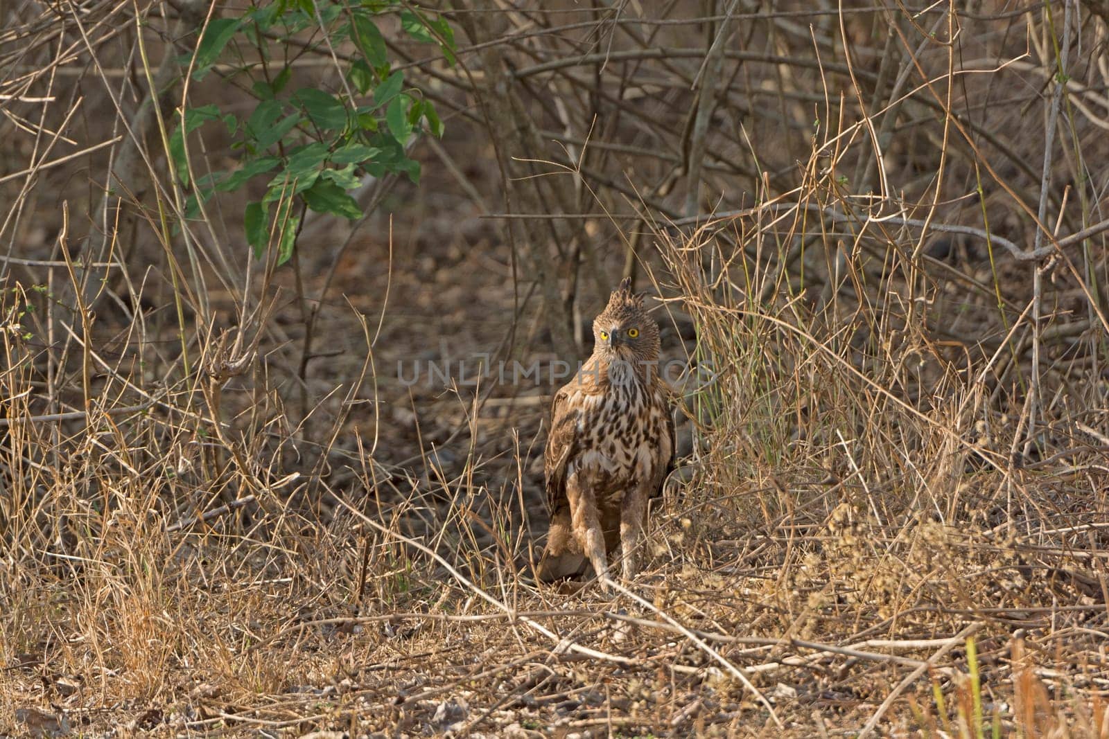 Crested Hawk Eagle in the Forest in Nagarhole National Park in India