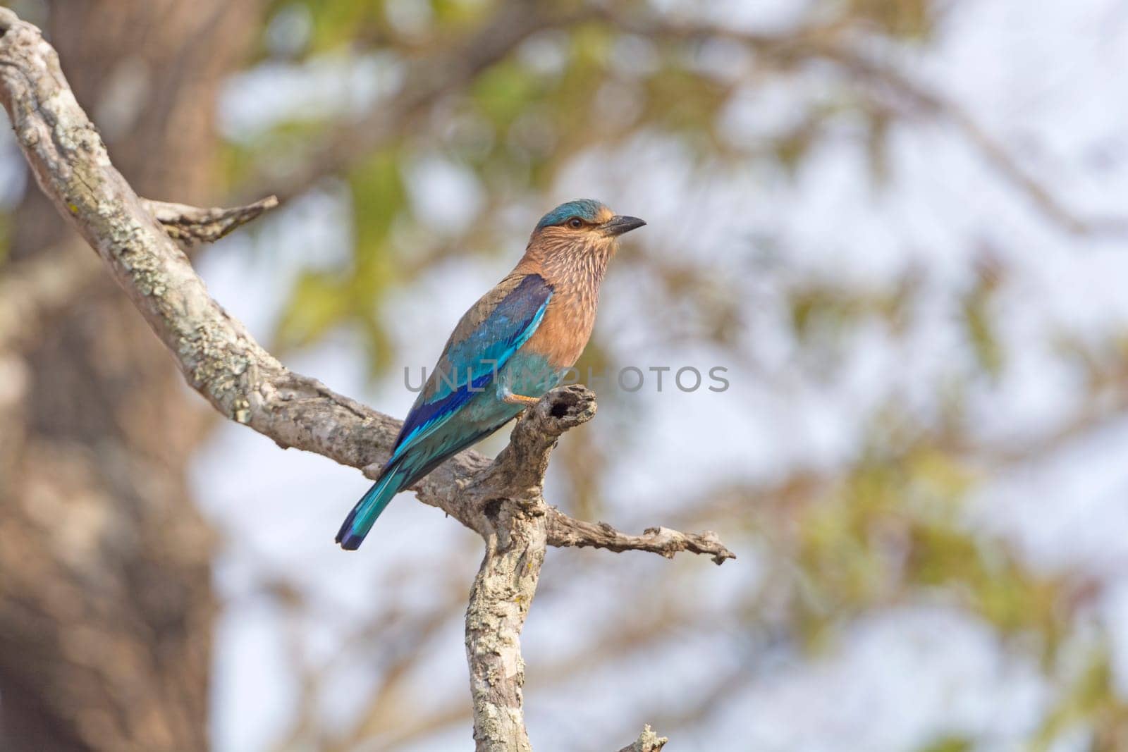 Colorful Indian Roller in a Tree in Nagarhole National Park in INdia